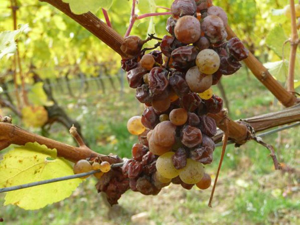 Eingetrocknete Beeren des Jahrgangs 2009 Eingetrocknete Beeren des Jahrgangs 2009