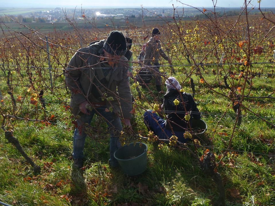 Weinlese in den Weinbergen des Weinguts Keller Weinlese in den Weinbergen des Weinguts Keller