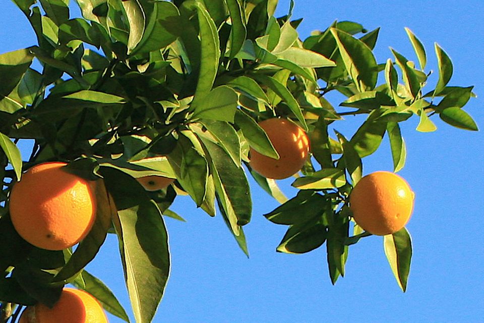 Sonnengereifte Früchte sind die Basis der Sonnenkost Sonnengereifte Früchte sind die Basis der Sonnenkost
