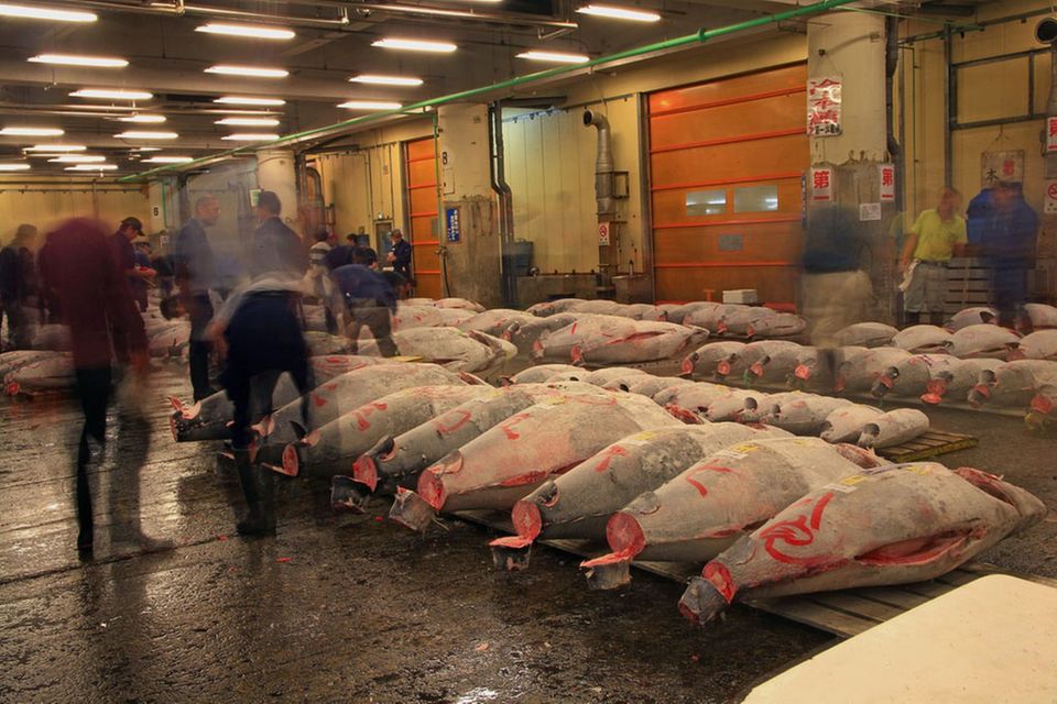 Die Tunfischauktion ist die Attraktion auf dem Tsukiji Fischmarkt Die Tunfischauktion ist die Attraktion auf dem Tsukiji Fischmarkt