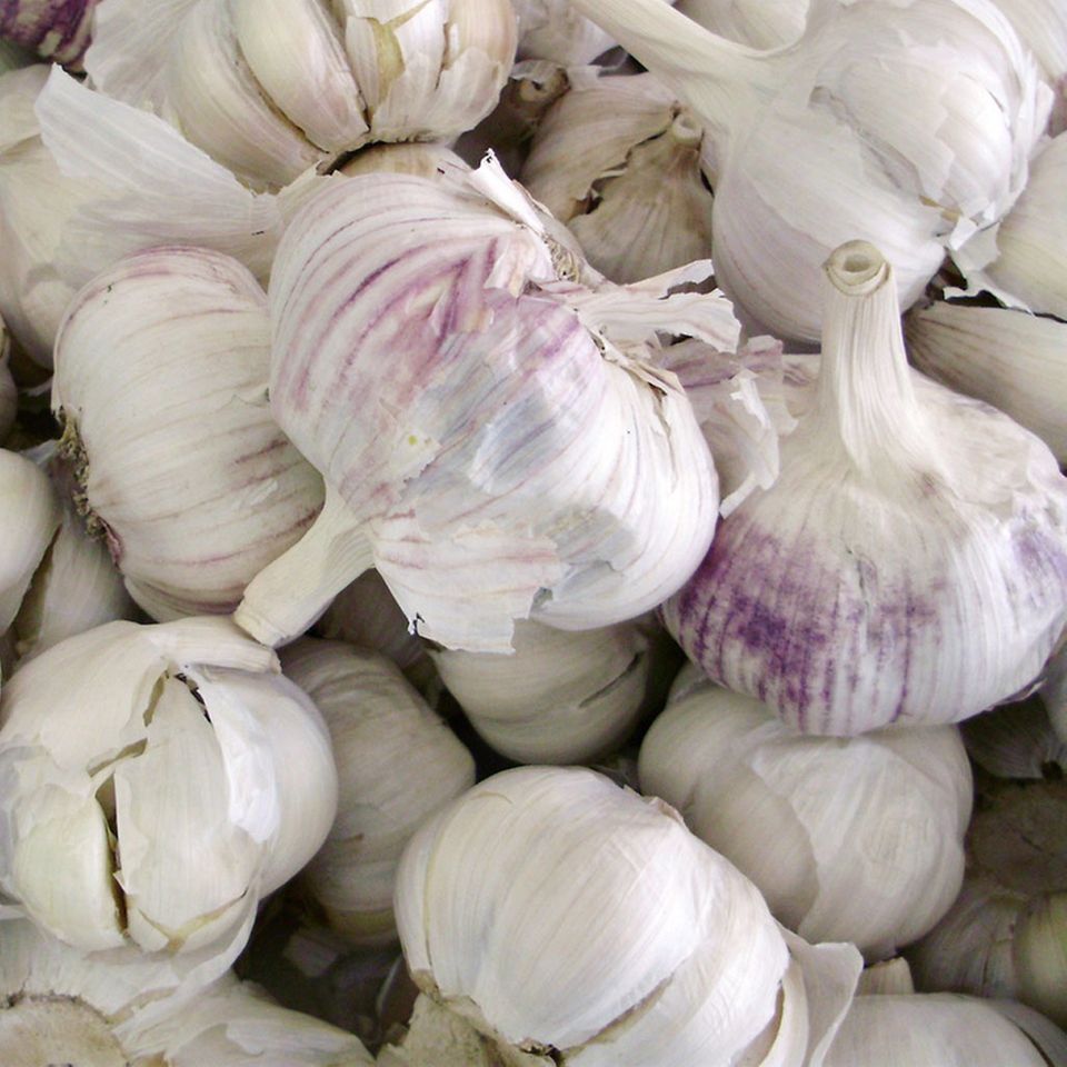 In eine Aioli gehört reichlich Knoblauch In eine Aioli gehört reichlich Knoblauch