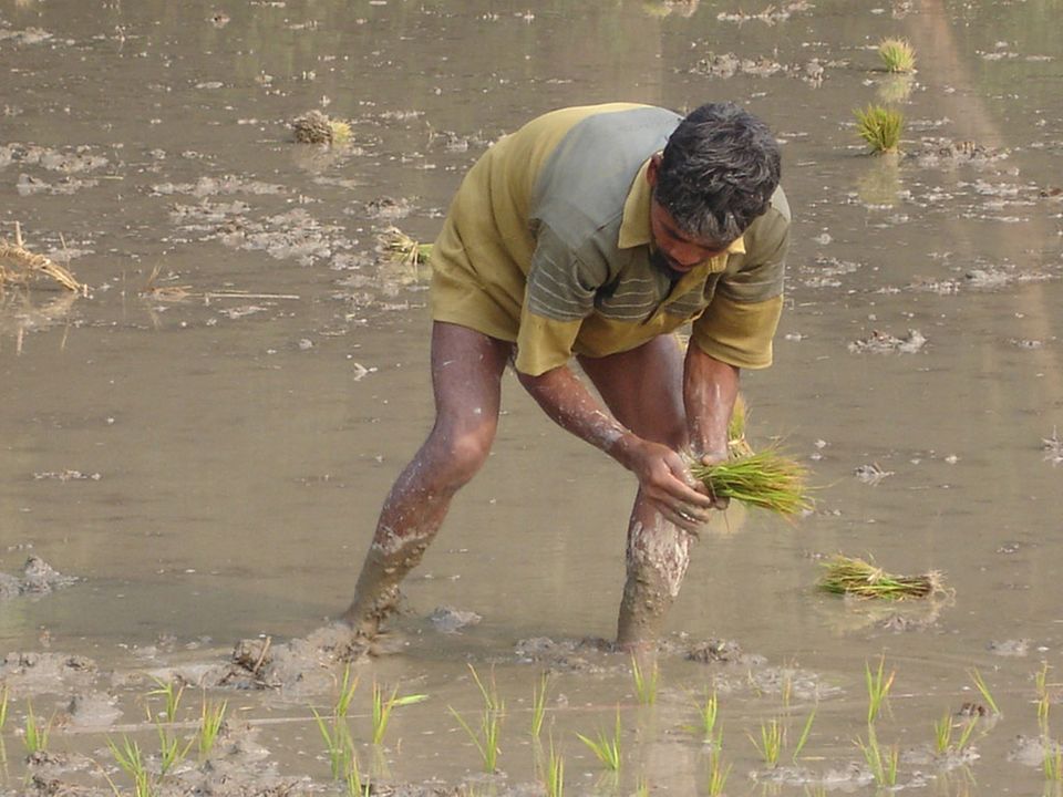 Dank eines Reis-Projekts von "Brot für die Welt" muss die Familie dieses Tagelöhners in Bangladesch nicht mehr hungern Dank eines Reis-Projekts von "Brot für die Welt" muss die Familie dieses Tagelöhners in Bangladesch nicht mehr hungern