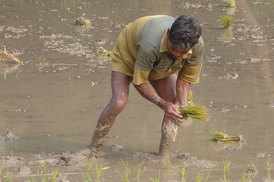 Dank eines Reis-Projekts von "Brot für die Welt" muss die Familie dieses Tagelöhners in Bangladesch nicht mehr hungern