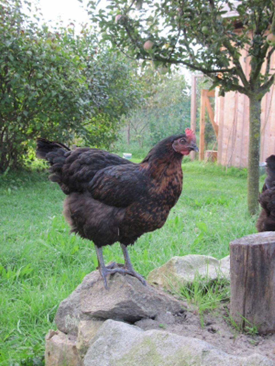 Neues Familienmitglied - ein Huhn Neues Familienmitglied - ein Huhn