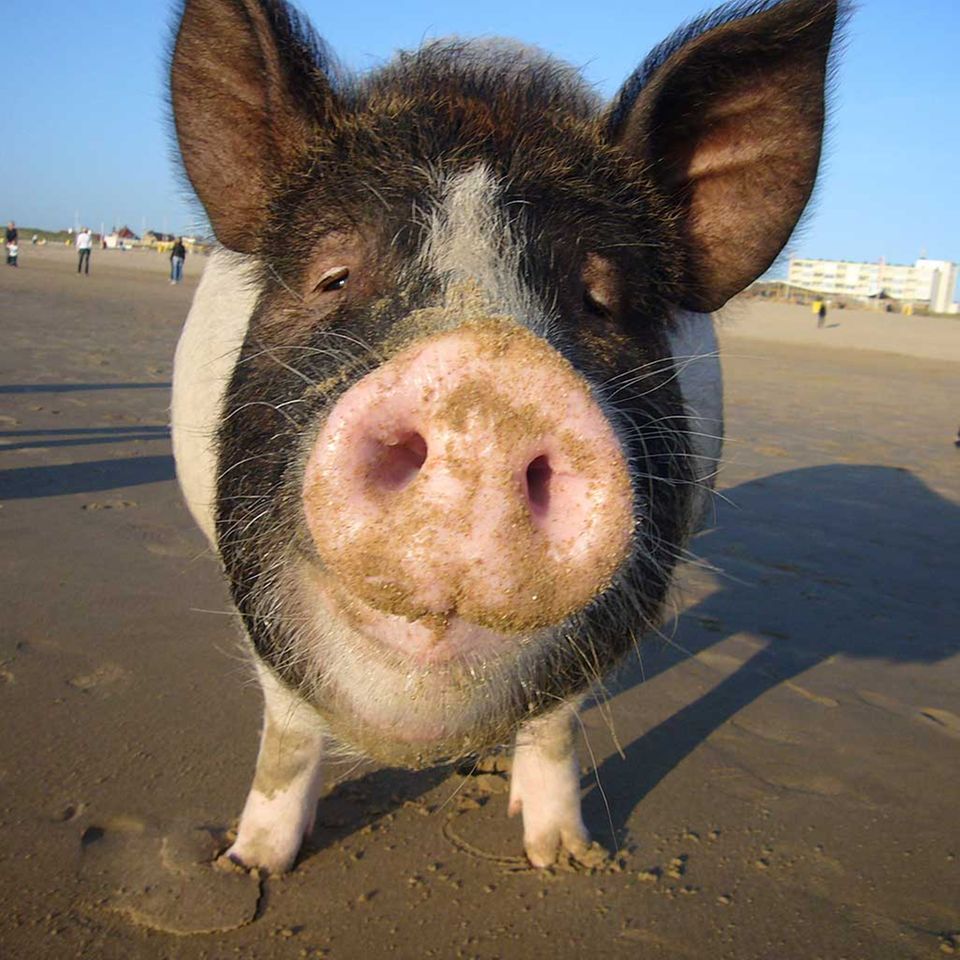 Divine Pig und Ehrfurcht vor dem Leben