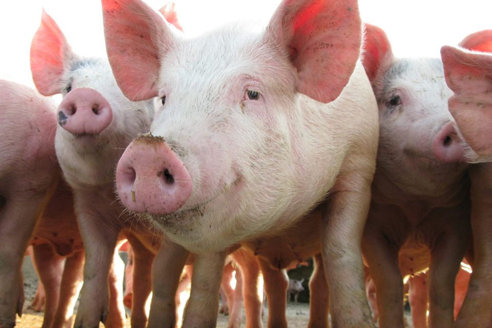 Schweine werden in Deutschland am häufigsten geschlachtet Schweine werden in Deutschland am häufigsten geschlachtet