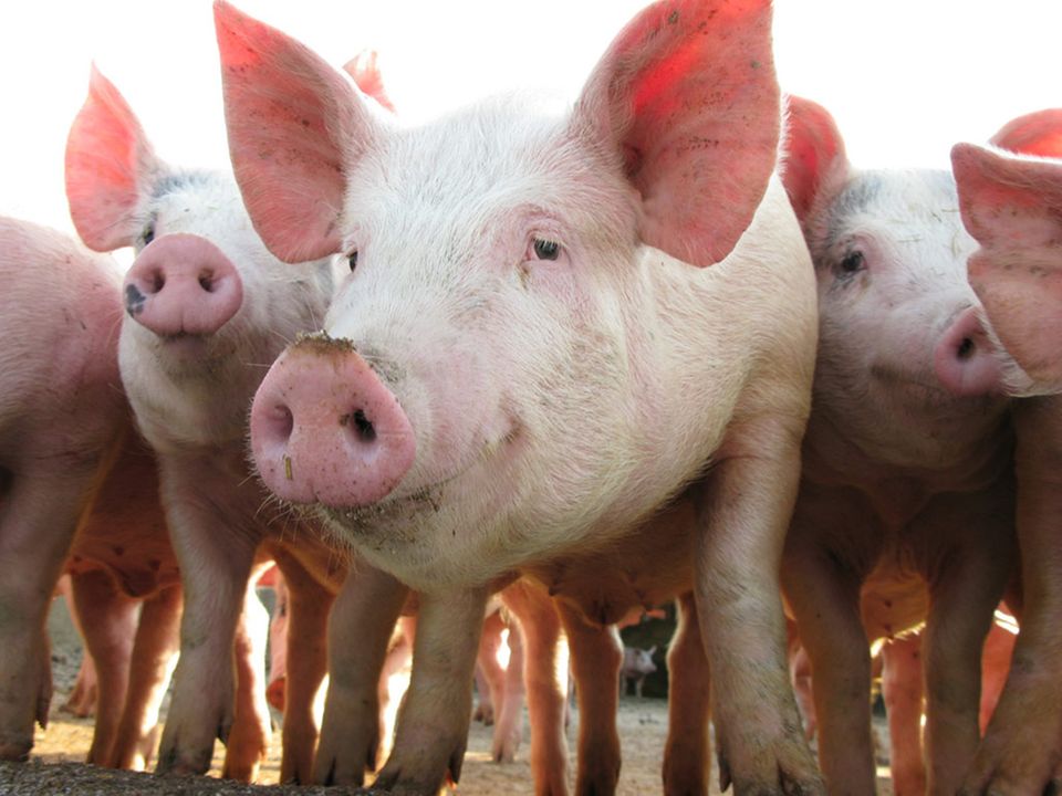Schweine werden in Deutschland am häufigsten geschlachtet Schweine werden in Deutschland am häufigsten geschlachtet