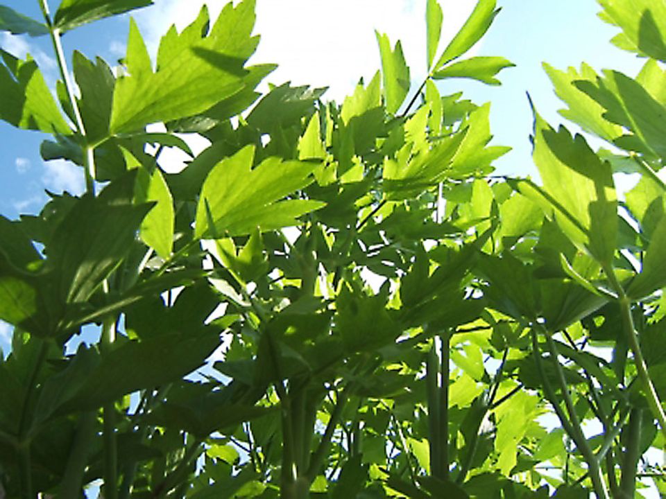 Liebstöckel wächst auch im heimischen Garten Liebstöckel wächst auch im heimischen Garten