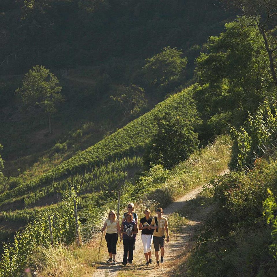 Wandern, wo der Wein wächst: Am Mittelrhein Wandern, wo der Wein wächst: Am Mittelrhein