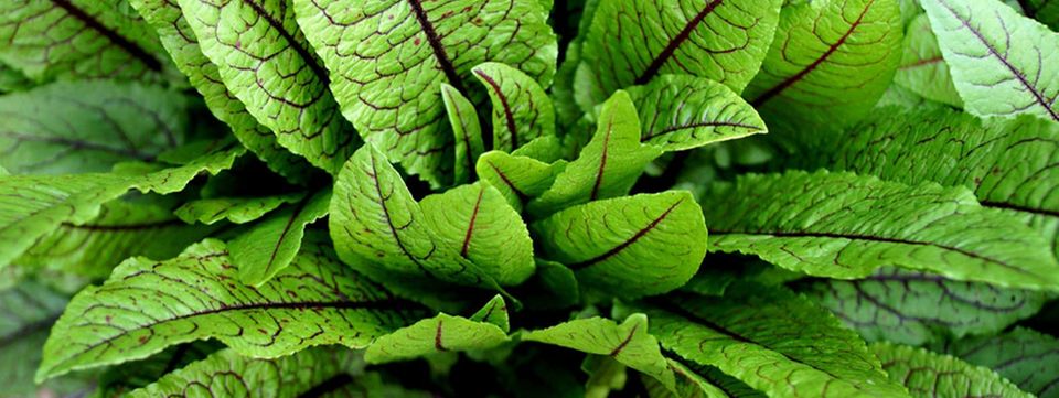Der Blutampfer hat auffallend rote Adern und schmeckt hervorragend zu Salat Der Blutampfer hat auffallend rote Adern und schmeckt hervorragend zu Salat