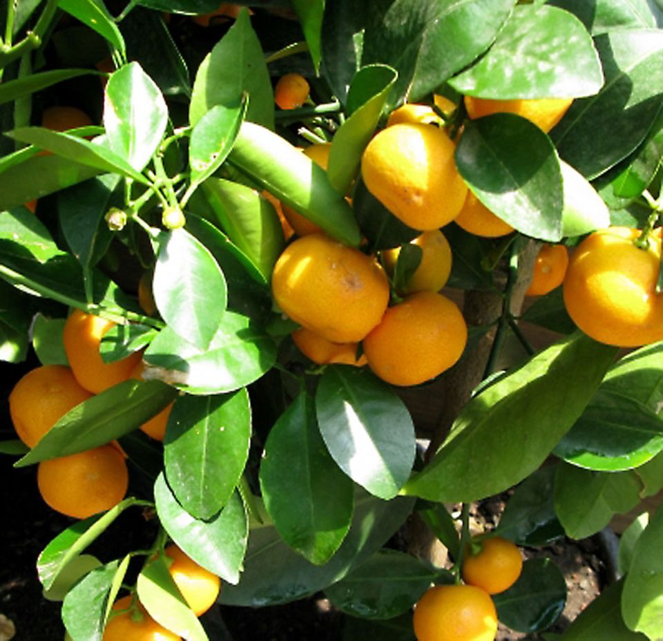 Farbenfrohe Zitrusfrüchte Farbenfrohe Zitrusfrüchte