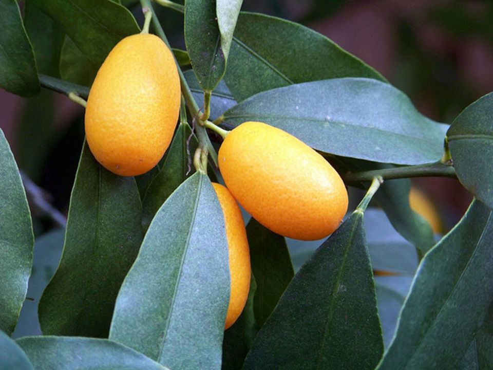 Kumquats Kumquats