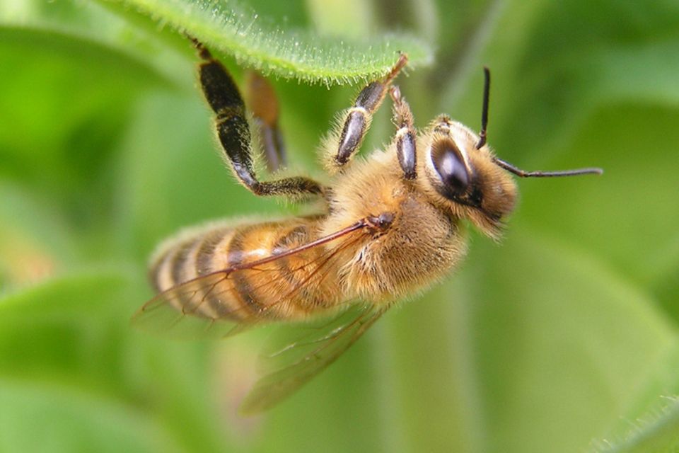 Das Bienensterben gefährdet auch die weltweite Ernährungssicherheit Das Bienensterben gefährdet auch die weltweite Ernährungssicherheit