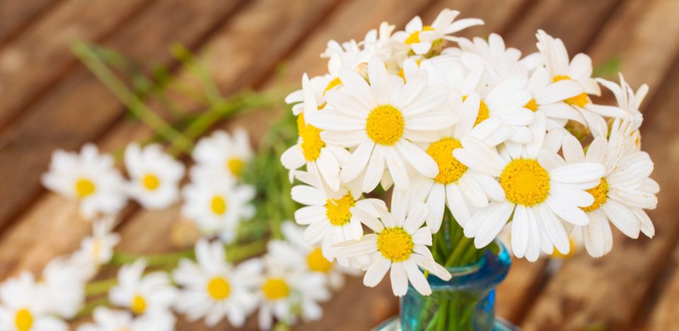 Blumen gehören zu den beliebtesten Muttertagsaufmerksamkeiten Blumen gehören zu den beliebtesten Muttertagsaufmerksamkeiten