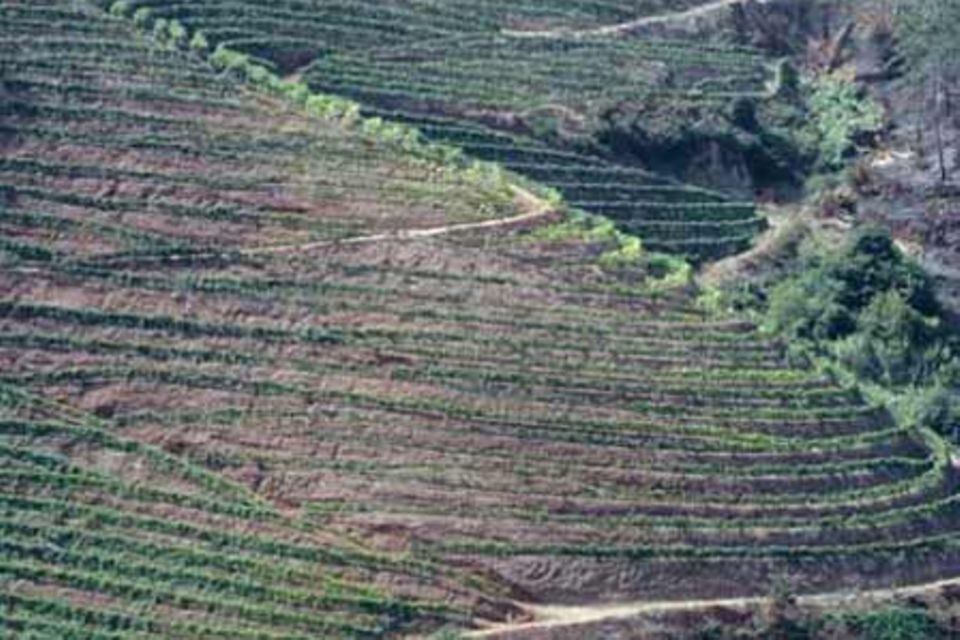Weinstöcke von Henriques & Henriques auf Madeira