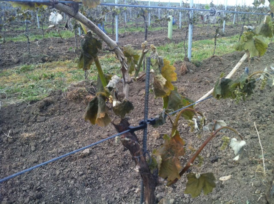 Viele deutsche Weinregionen wurden hart vom Frost getroffen Viele deutsche Weinregionen wurden hart vom Frost getroffen
