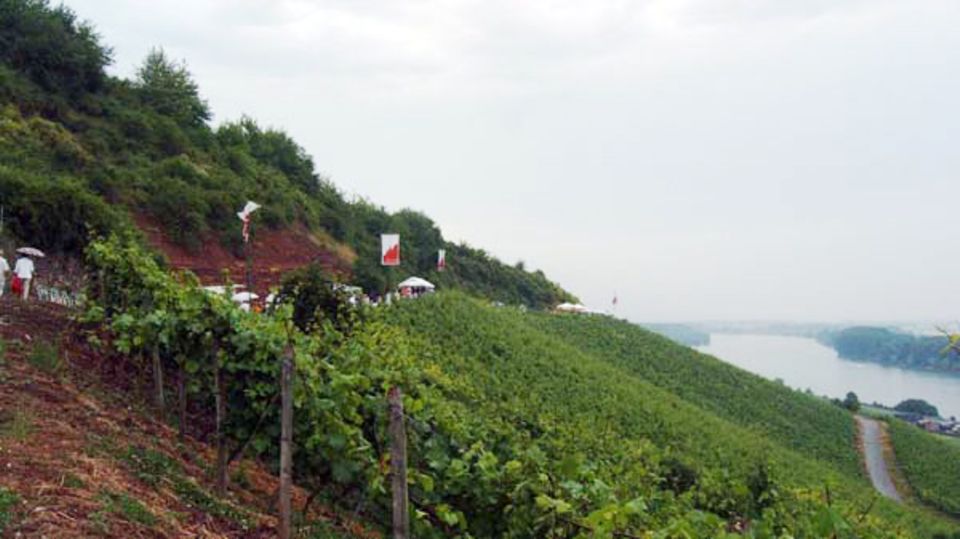 Berühmt für seine mineralischen Rieslinge: der Rote Hang in Rheinhessen Berühmt für seine mineralischen Rieslinge: der Rote Hang in Rheinhessen