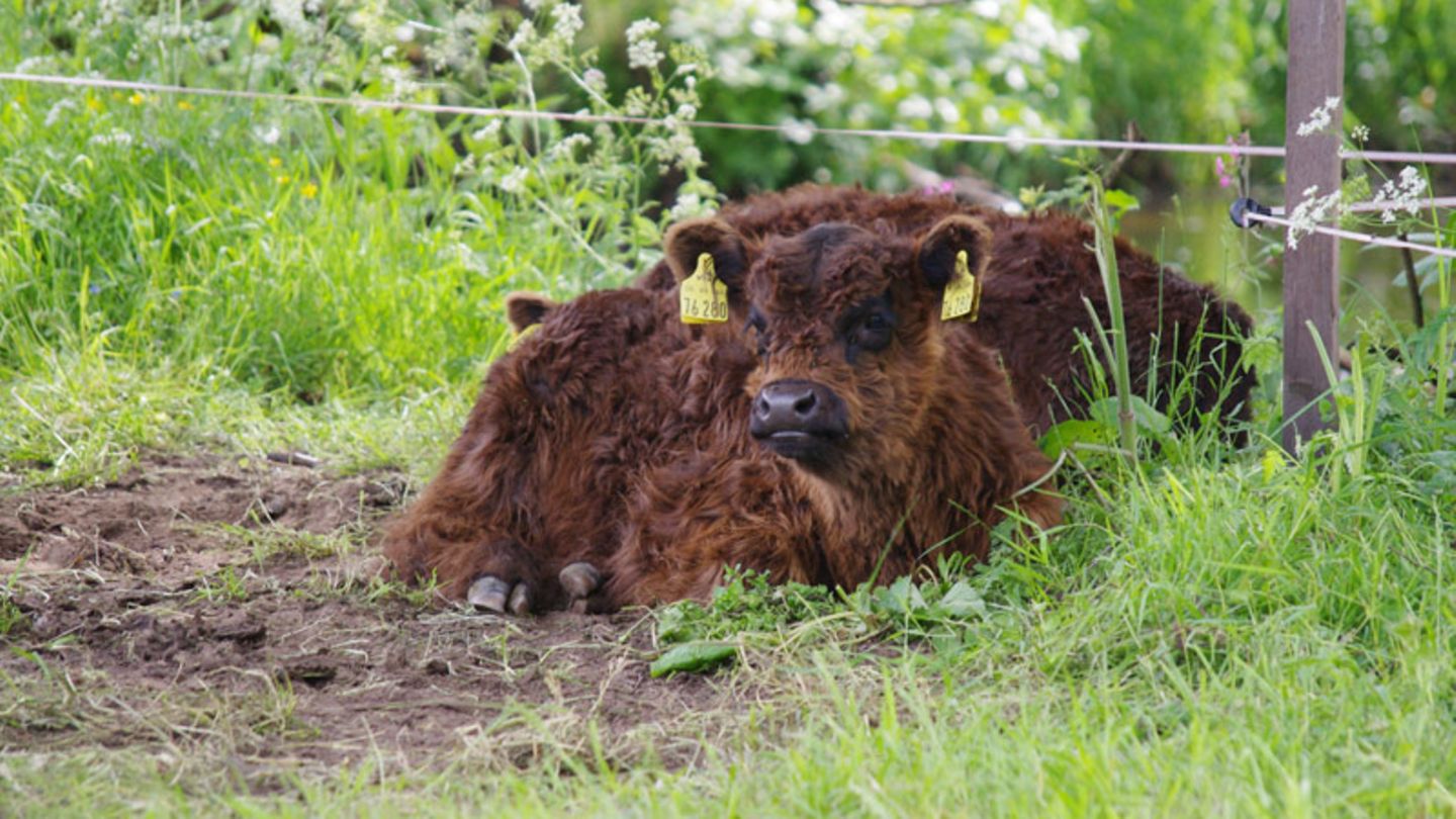 Galloways glückliche Rinder [ESSEN UND TRINKEN]