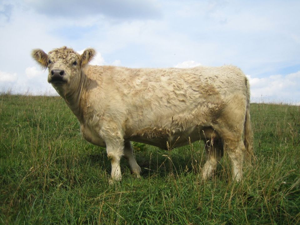 Galloways gibt es in unterschiedlichen Farbschlägen: Diese Kuh ist blond (dun) Galloways gibt es in unterschiedlichen Farbschlägen: Diese Kuh ist blond (dun)