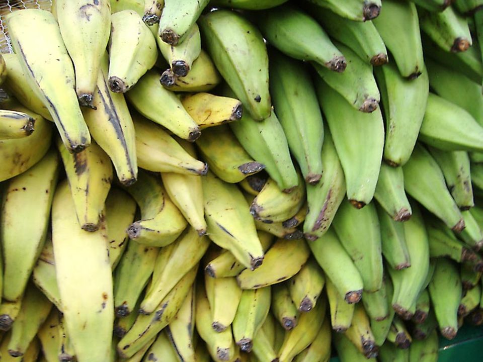 Kochbanane Kochbanane