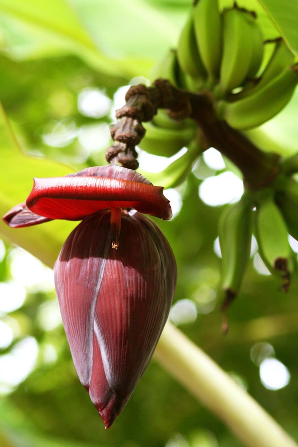 Die Blüte der Kochbanane Die Blüte der Kochbanane