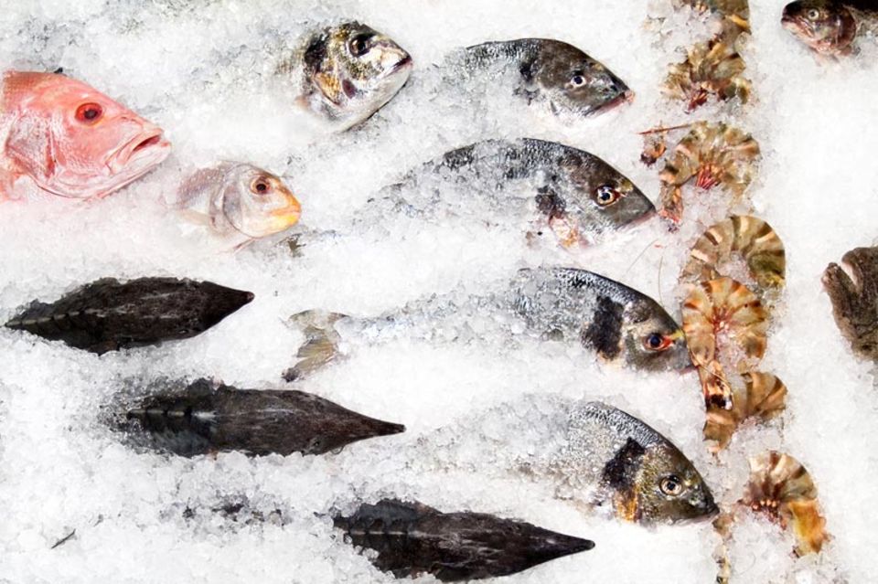 Frische Fische werden auf Eis gelagert