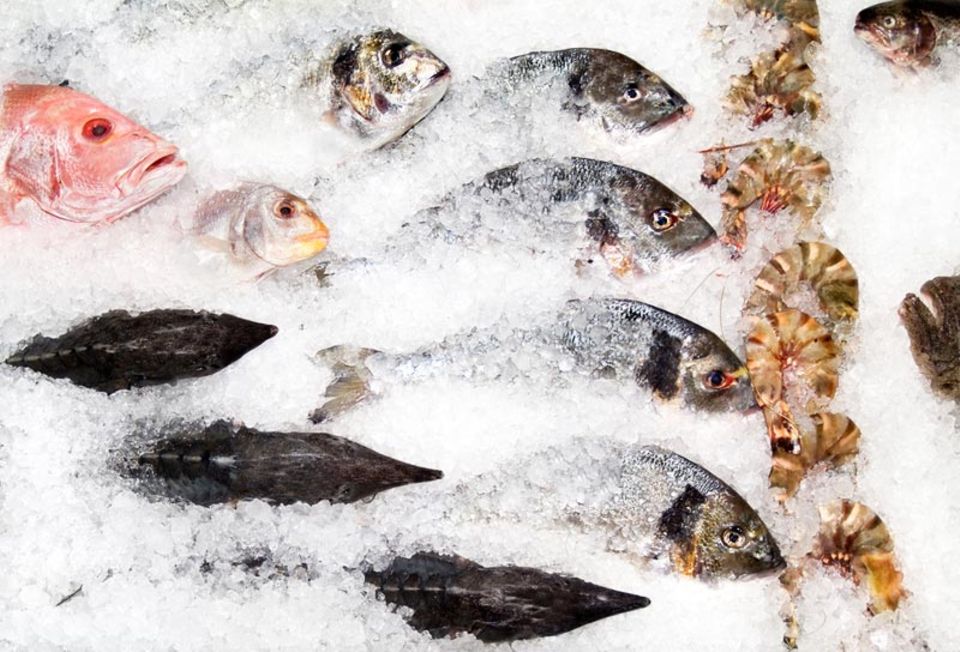 Frische Fische werden auf Eis gelagert Frische Fische werden auf Eis gelagert