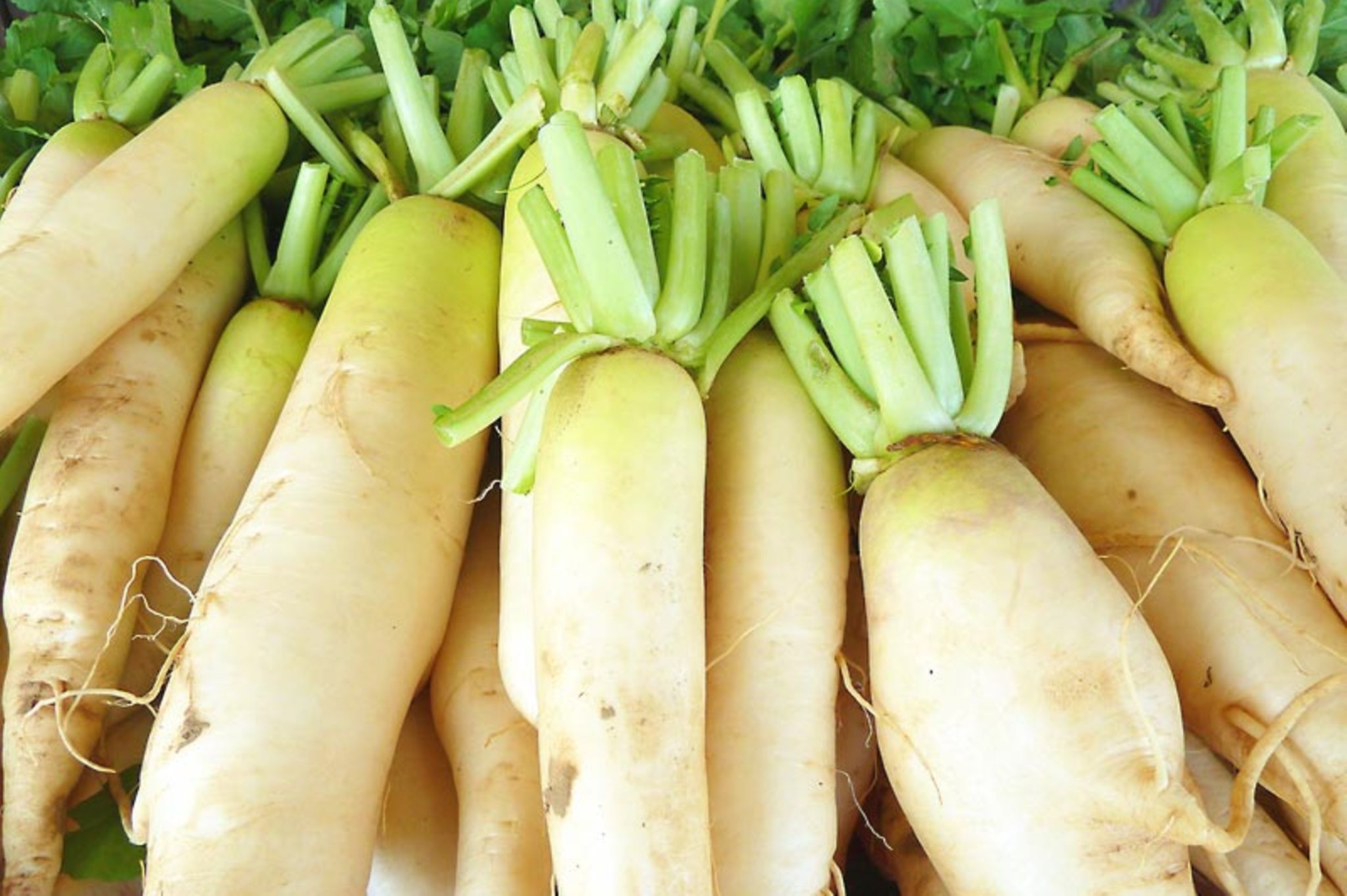 Daikon-Rettich: kleine Warenkunde - [ESSEN UND TRINKEN]