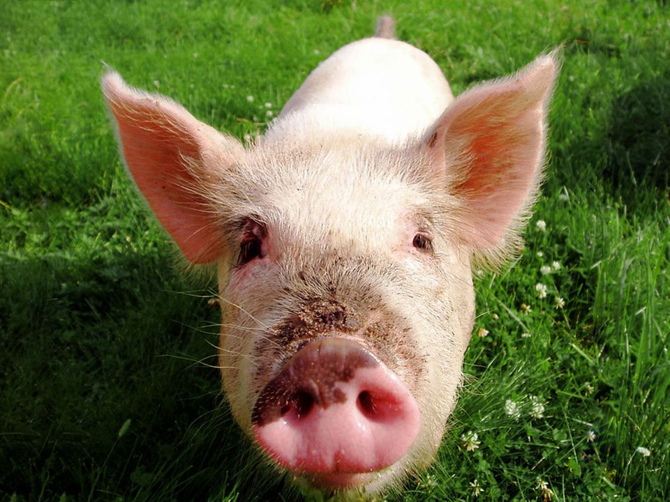 Für besseren Tierschutz: Das Tierwohl-Label Für besseren Tierschutz: Das Tierwohl-Label