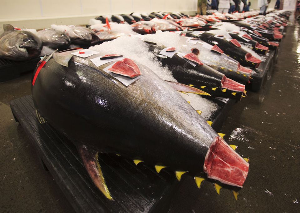 Begehrt & teuer: frischer Tunfisch Begehrt & teuer: frischer Tunfisch