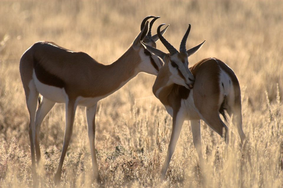 Springbock gehört zu den beliebtesten südafrikanischen Wildarten