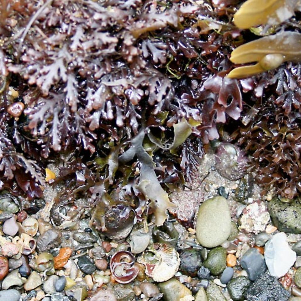 Dulse: kleine Warenkunde