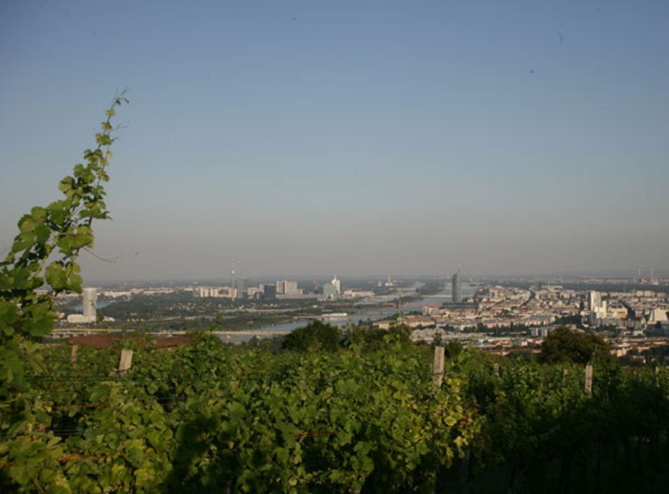Weinanbau in Wien: Der Nussberg Weinanbau in Wien: Der Nussberg