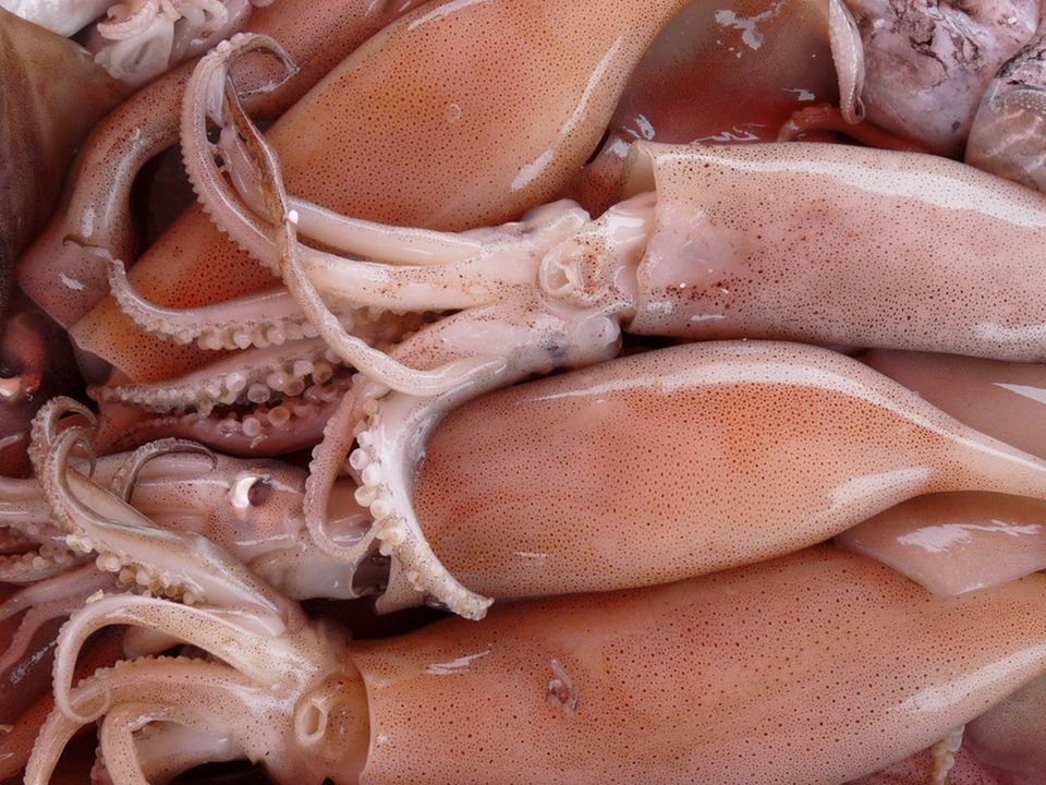 Frische Tintenfische Frische Tintenfische