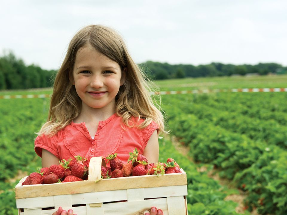 Bio erleben: zum Beispiel Erdbeeren im Sommer selber pflücken Bio erleben: zum Beispiel Erdbeeren im Sommer selber pflücken