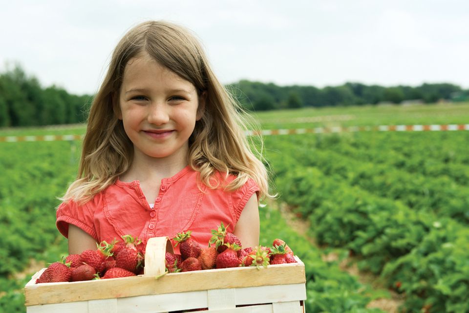 Bio erleben: zum Beispiel Erdbeeren im Sommer selber pflücken