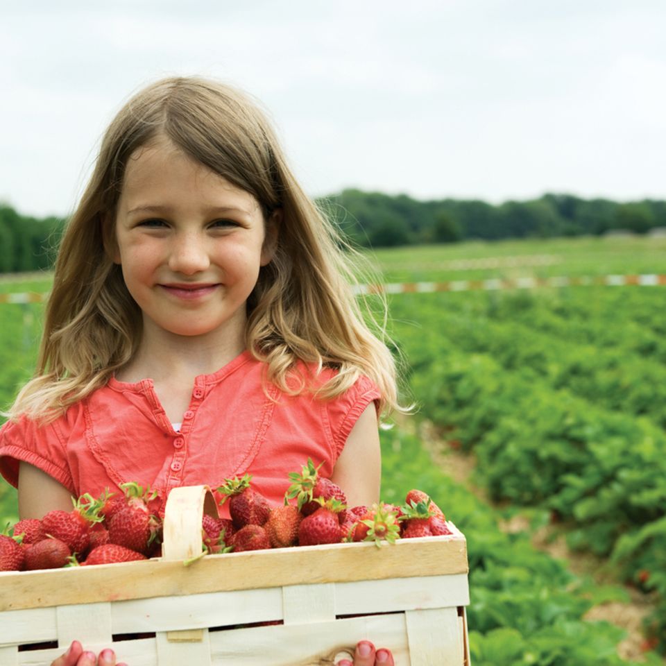Bio erleben: zum Beispiel Erdbeeren im Sommer selber pflücken