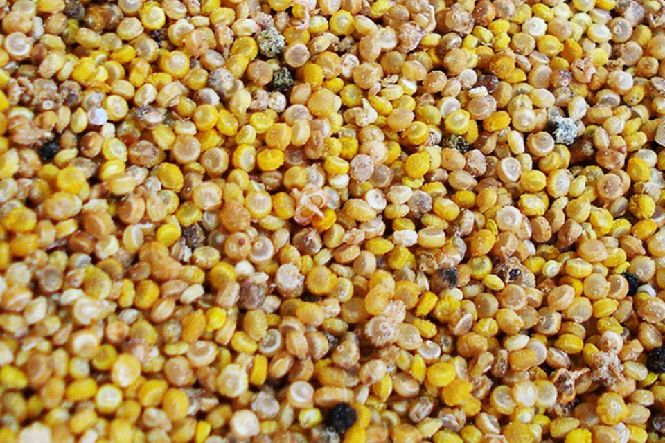 Optisch erinnert Quinoa an Hirse