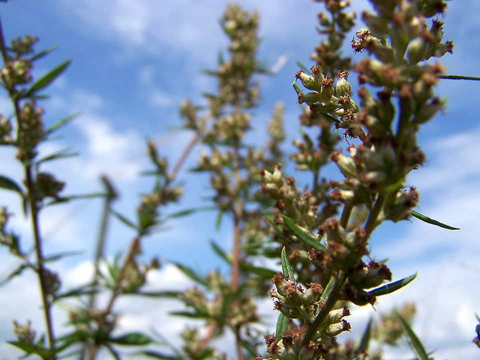Vom Beifuss lassen sich nur die Zweigspitzen mit geschlossenen Blüten verwenden Vom Beifuss lassen sich nur die Zweigspitzen mit geschlossenen Blüten verwenden