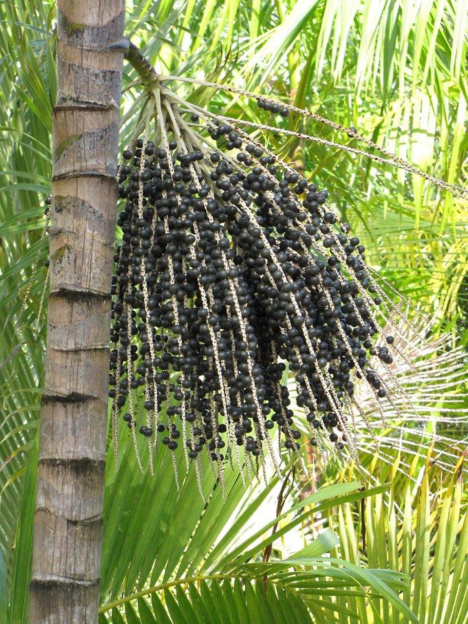 Die Acai-Beeren wachsen an Palmen Die Acai-Beeren wachsen an Palmen