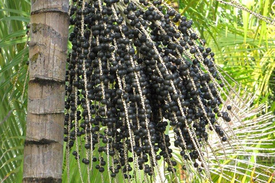 Die Acai-Beeren wachsen an Palmen