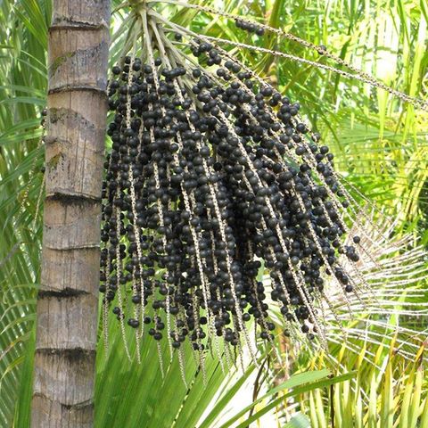 Die Acai-Beeren wachsen an Palmen