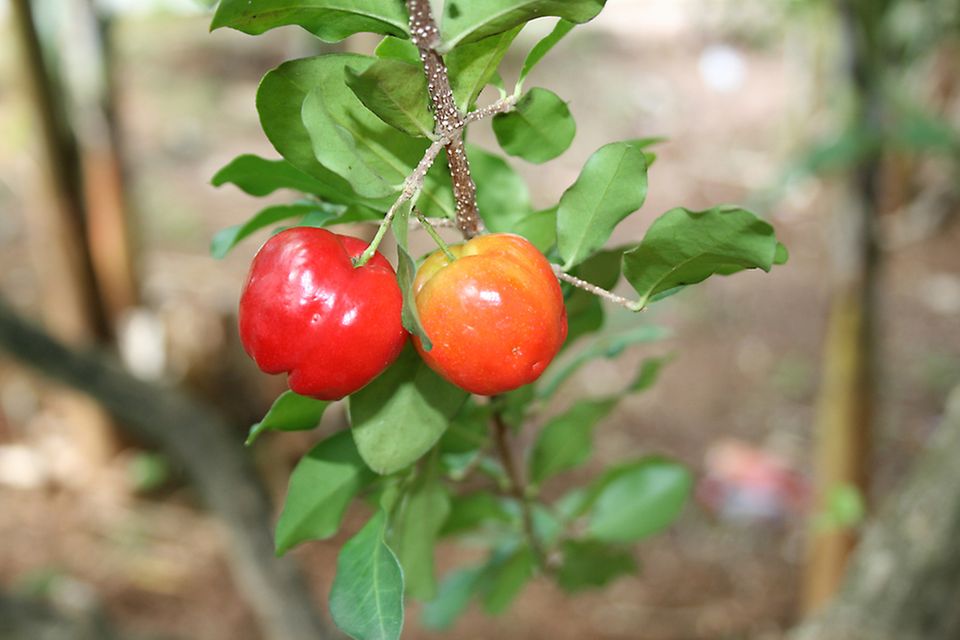 Im Aussehen ähnelt die Acerola unserer Kirsche Im Aussehen ähnelt die Acerola unserer Kirsche