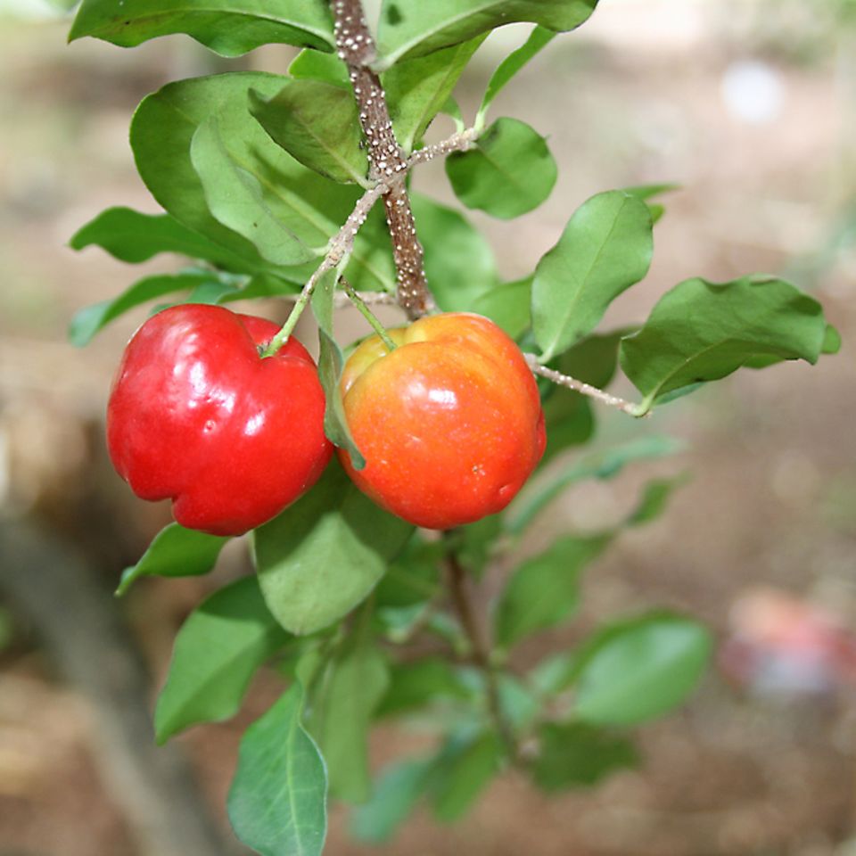 Im Aussehen ähnelt die Acerola unserer Kirsche