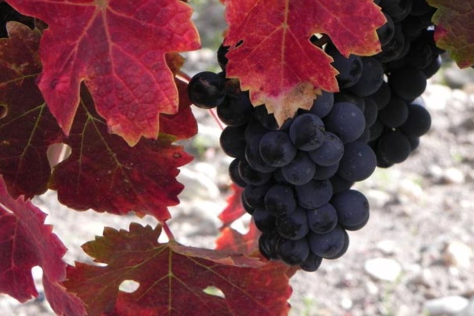 Cabernet Sauvignon, nach Merlot eine der wichtigsten roten Bordeaux Rebsorten