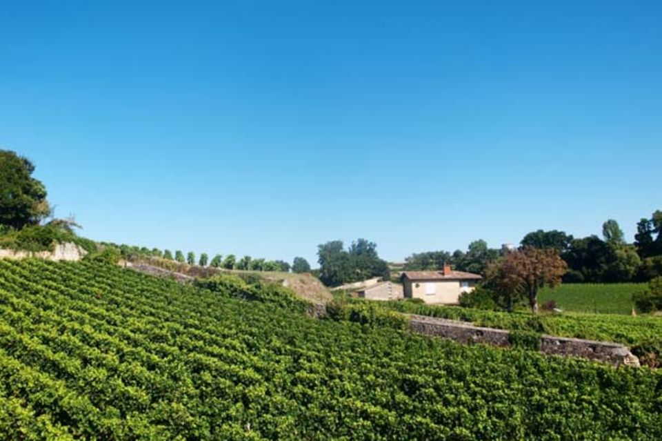 Weinanbau wohin das Auge schaut: Weinberg in Saint Emilion Weinanbau wohin das Auge schaut: Weinberg in Saint Emilion
