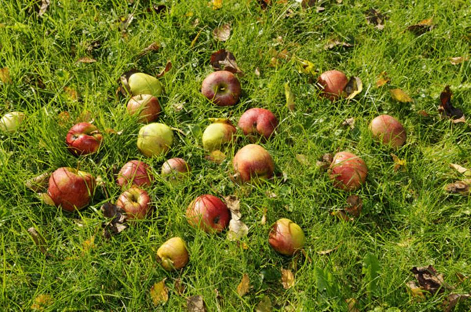 Das meiste Obst für die Herstellung von Obstbrand kommt von Streuobstwiesen Das meiste Obst für die Herstellung von Obstbrand kommt von Streuobstwiesen