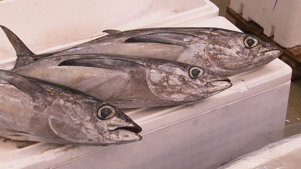 ARTE-Doku: Der letzte Fisch - Unsere Meere am Scheideweg ARTE-Doku: Der letzte Fisch - Unsere Meere am Scheideweg