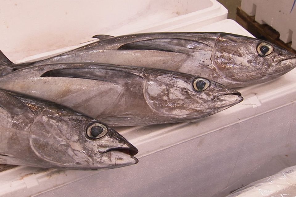 ARTE-Doku: Der letzte Fisch - Unsere Meere am Scheideweg