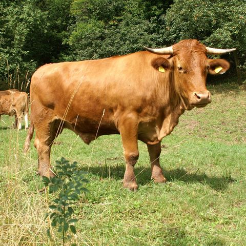 Nachhaltige Rinderzucht: Limpurger Weideochse in Freilandhaltung